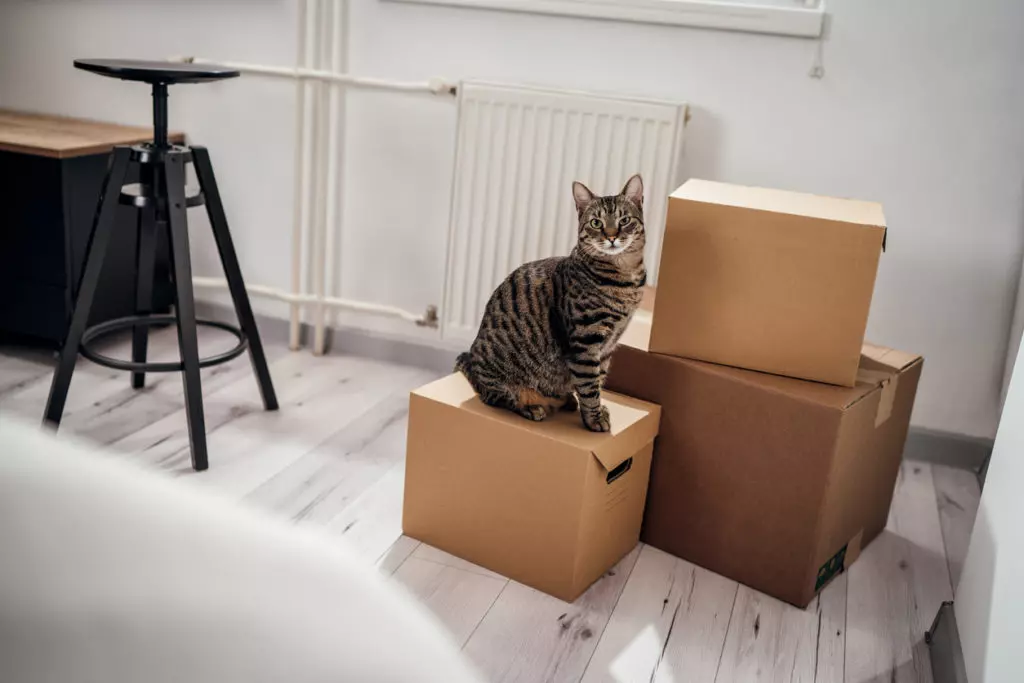 Are You Moving With A Cat?