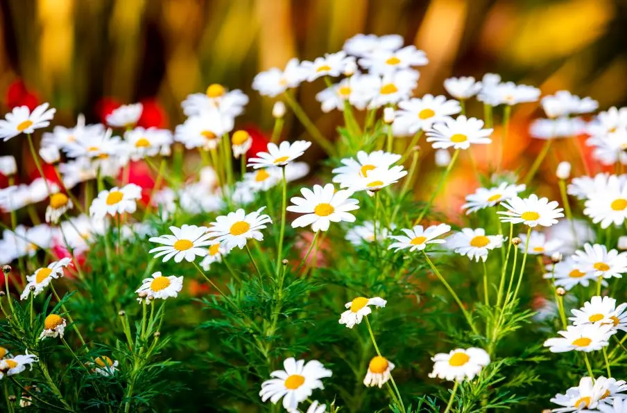 Green Oasis: Botanic Garden’s Charm In Northridge, Ca
